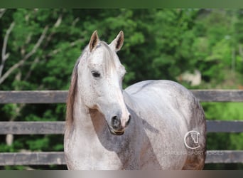 Quarter horse américain, Hongre, 12 Ans, 150 cm, Gris