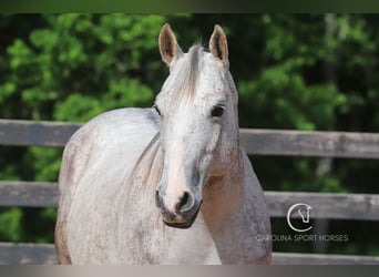 Quarter horse américain, Hongre, 12 Ans, 150 cm, Gris