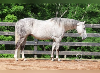 Quarter horse américain, Hongre, 12 Ans, 150 cm, Gris