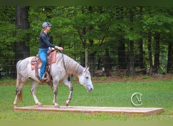 Quarter horse américain, Hongre, 12 Ans, 150 cm, Gris