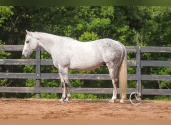 Quarter horse américain, Hongre, 12 Ans, 150 cm, Gris