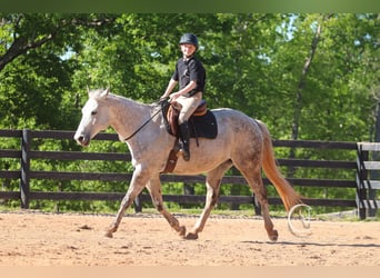 Quarter horse américain, Hongre, 12 Ans, 150 cm, Gris