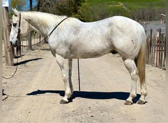 Quarter horse américain, Hongre, 12 Ans, 150 cm, Gris