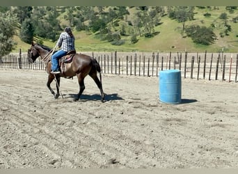 Quarter horse américain, Hongre, 12 Ans, 150 cm, Grullo