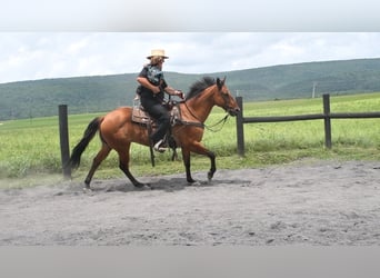Quarter horse américain, Hongre, 12 Ans, 150 cm, Isabelle