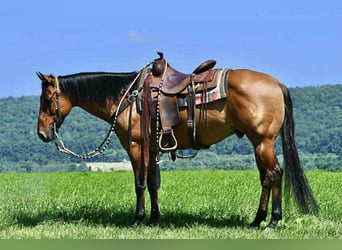 Quarter horse américain, Hongre, 12 Ans, 150 cm, Isabelle