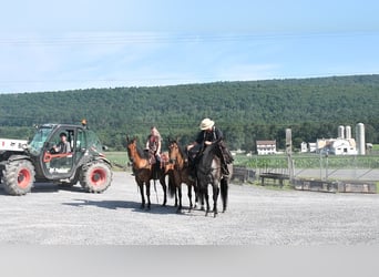 Quarter horse américain, Hongre, 12 Ans, 150 cm, Isabelle