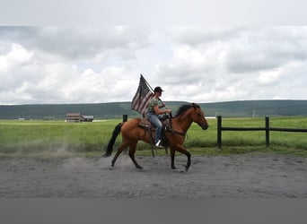 Quarter horse américain, Hongre, 12 Ans, 150 cm, Isabelle