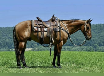Quarter horse américain, Hongre, 12 Ans, 150 cm, Isabelle