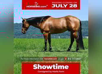 Quarter horse américain, Hongre, 12 Ans, 150 cm, Isabelle