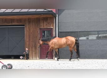 Quarter horse américain, Hongre, 12 Ans, 150 cm, Isabelle
