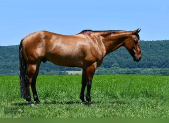 Quarter horse américain, Hongre, 12 Ans, 150 cm, Isabelle