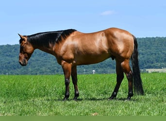 Quarter horse américain, Hongre, 12 Ans, 150 cm, Isabelle