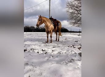 Quarter horse américain, Hongre, 12 Ans, 150 cm, Palomino