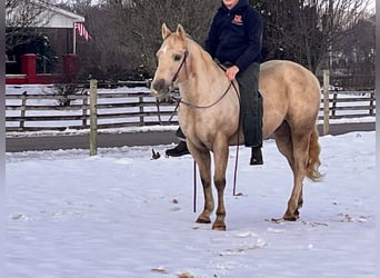 Quarter horse américain, Hongre, 12 Ans, 150 cm, Palomino