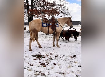 Quarter horse américain, Hongre, 12 Ans, 150 cm, Palomino