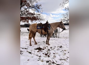 Quarter horse américain, Hongre, 12 Ans, 150 cm, Palomino