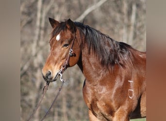 Quarter horse américain, Hongre, 12 Ans, 150 cm, Roan-Bay