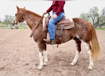 Quarter horse américain, Hongre, 12 Ans, 150 cm, Rouan Rouge