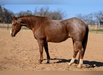 Quarter horse américain, Hongre, 12 Ans, 150 cm, Rouan Rouge