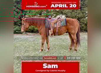 Quarter horse américain, Hongre, 12 Ans, 152 cm, Alezan cuivré