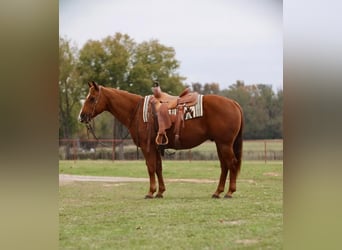 Quarter horse américain, Hongre, 12 Ans, 152 cm, Alezan cuivré