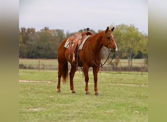 Quarter horse américain, Hongre, 12 Ans, 152 cm, Alezan cuivré