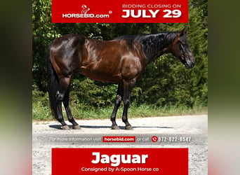 Quarter horse américain, Hongre, 12 Ans, 152 cm, Bai cerise