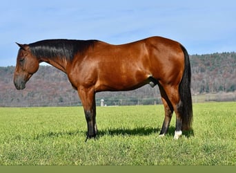 Quarter horse américain, Hongre, 12 Ans, 152 cm, Bai cerise