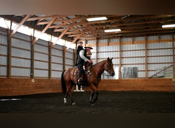 Quarter horse américain, Hongre, 12 Ans, 152 cm, Bai cerise