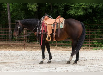 Quarter horse américain, Hongre, 12 Ans, 152 cm, Bai cerise