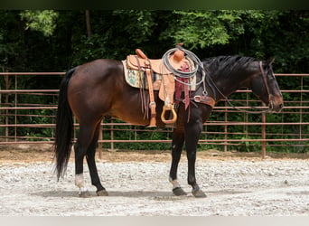 Quarter horse américain, Hongre, 12 Ans, 152 cm, Bai cerise