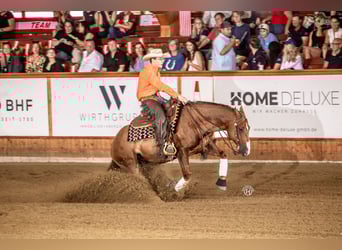Quarter horse américain, Hongre, 12 Ans, 152 cm, Bai