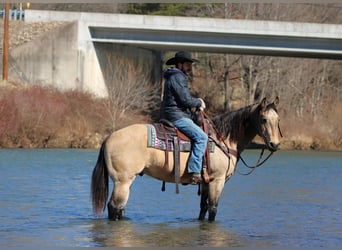 Quarter horse américain, Hongre, 12 Ans, 152 cm, Buckskin