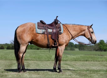 Quarter horse américain, Hongre, 12 Ans, 152 cm, Buckskin