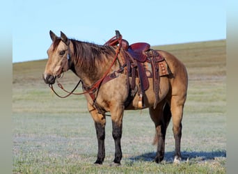 Quarter horse américain, Hongre, 12 Ans, 152 cm, Buckskin