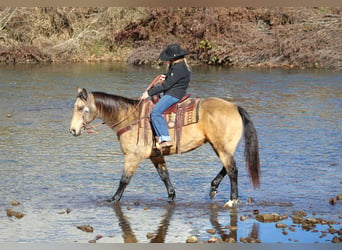 Quarter horse américain, Hongre, 12 Ans, 152 cm, Buckskin