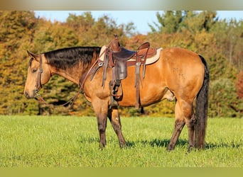Quarter horse américain, Hongre, 12 Ans, 152 cm, Buckskin