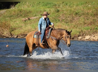 Quarter horse américain, Hongre, 12 Ans, 152 cm, Buckskin