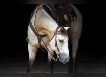 Quarter horse américain, Hongre, 12 Ans, 152 cm, Buckskin