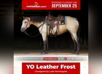 Quarter horse américain, Hongre, 12 Ans, 152 cm, Buckskin