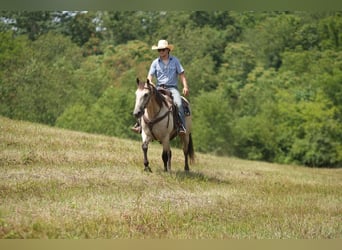 Quarter horse américain, Hongre, 12 Ans, 152 cm, Buckskin