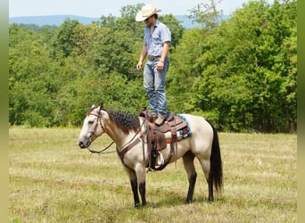 Quarter horse américain, Hongre, 12 Ans, 152 cm, Buckskin