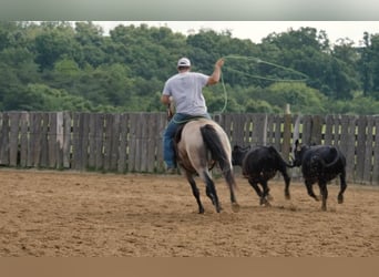 Quarter horse américain, Hongre, 12 Ans, 152 cm, Buckskin