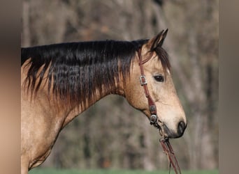 Quarter horse américain, Hongre, 12 Ans, 152 cm, Buckskin
