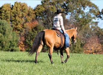 Quarter horse américain, Hongre, 12 Ans, 152 cm, Buckskin