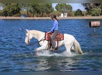 Quarter horse américain, Hongre, 12 Ans, 152 cm, Cremello