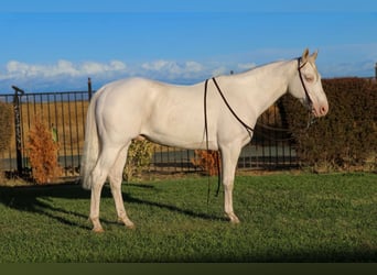 Quarter horse américain, Hongre, 12 Ans, 152 cm, Cremello