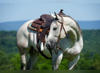 Quarter horse américain, Hongre, 12 Ans, 152 cm, Gris pommelé