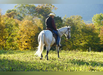 Quarter horse américain, Hongre, 12 Ans, 152 cm, Gris pommelé